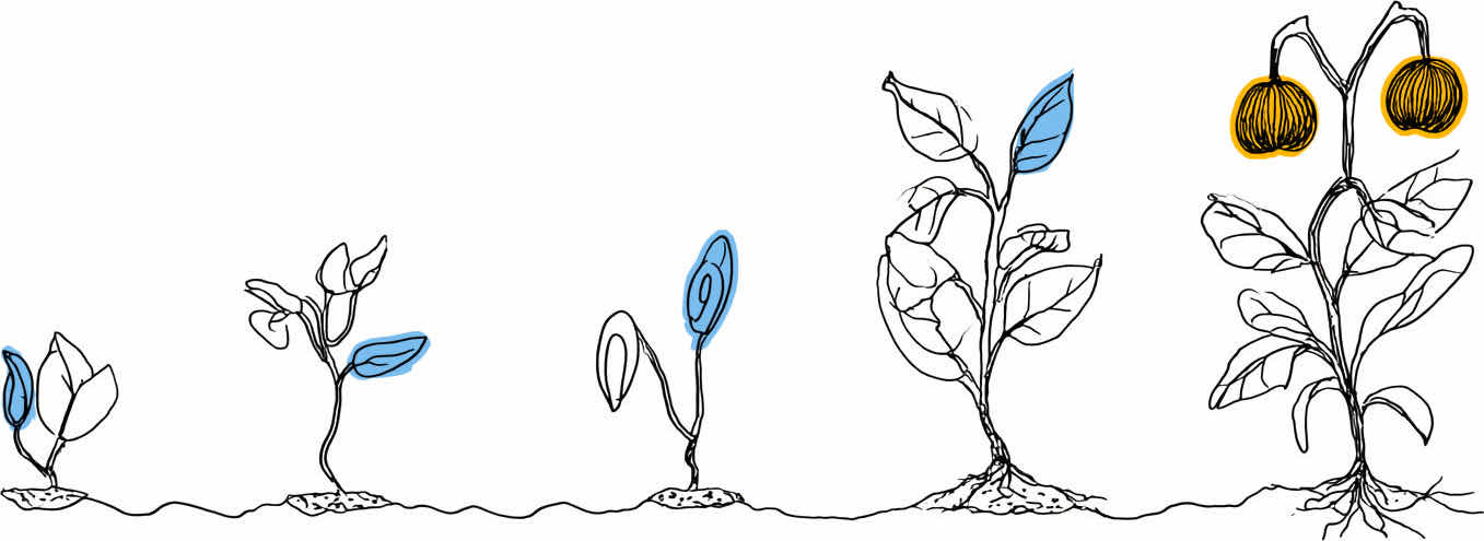 Review and Growth graphic